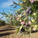 Merino: “El sector agrario es el gran olvidado en la gestión y en los primeros presupuestos del bipartito Page-Podemos” Merino: “El sector agrario es el gran olvidado en la gestión y en los primeros presupuestos del bipartito Page-Podemos”