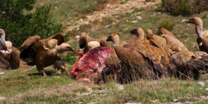 Los ganaderos de Guadalajara se ponen en alerta ante los ataques de buitres