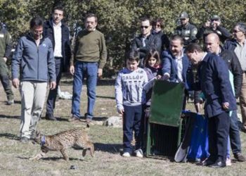 La Junta suelta dos linces para reforzar su población
