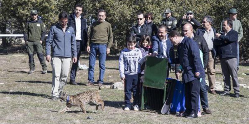 La Junta suelta dos linces para reforzar su población