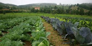 lola merino asegura que el gobierno de page recorta en un 70 las ayudas a la agricultura ecologica | Liberal de Castilla