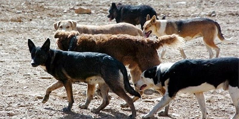 El Ayuntamiento de Tórtola niega rotundamente que haya dado autorización para matar perros vagabundos