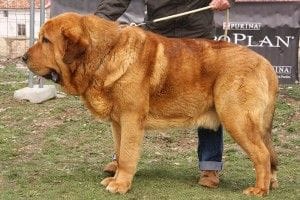 ABIERTA MACHOS. EXC 1º MM BIS. DUENDE DE PRIEHRADA