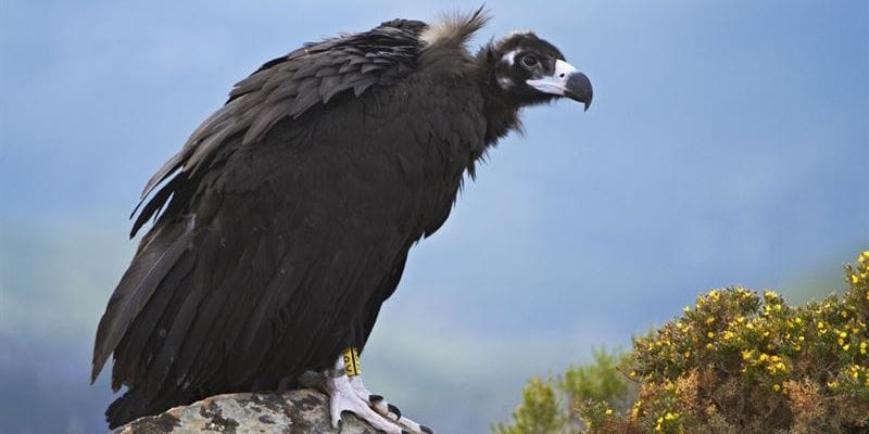 La Junta tiene un plan para alimentar a los buitres de Castilla-La Mancha