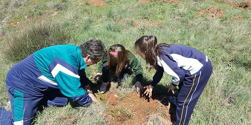 El Día del Arbol en Sigüenza se convierte en varias jornadas didácticas en los centros escolares