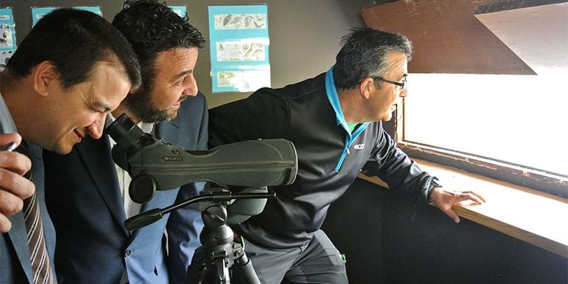 La Junta no contempla indemnizar a ganaderos por ataques de buitres al ganado