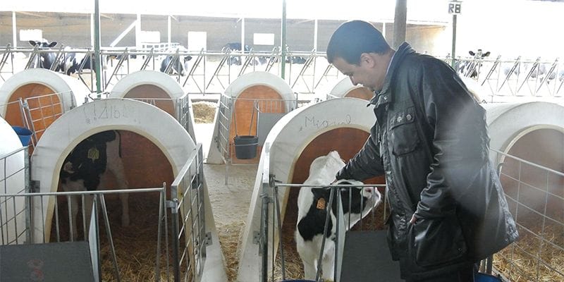 El Gobierno regional priorizará en las ayudas a los ganaderos que se unan en ‘agrupaciones de productores lácteos”