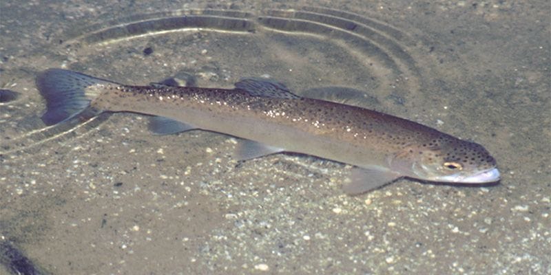 Los productores de truchas no se callan y rechazan el fallo del Supremo sobre las especies invasoras