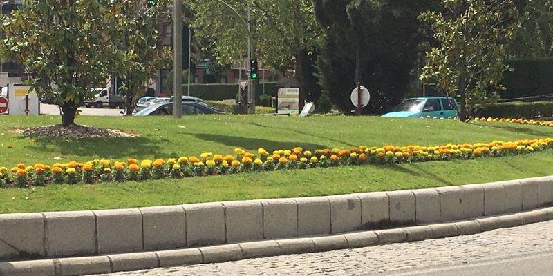 Unas 25.600 flores de primavera adornan ya diferentes espacios de Guadalajara