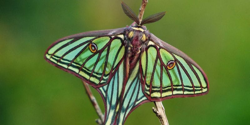 La Diputación de Cuenca colabora con Zerynthia y Seacam en una jornada de observación de la ‘Mariposa del año 2016’ en Uña