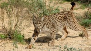 lince