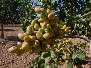 noticias_asaja_clm_comunicados_de_prensa_asaja_clm_no_permitira_que_desaparezca_la_agricultura_ecologica