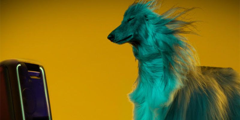 Sony lanza una primicia mundial: los perros prefieren Beyoncé a Beethoven