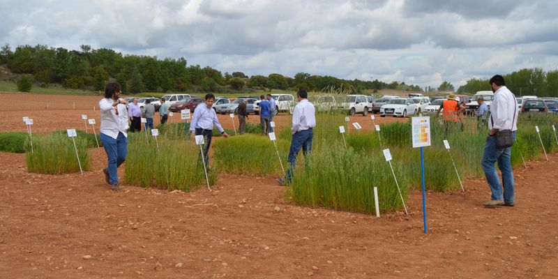 Unos 1.300 agricultores de toda España participan en las jornadas de campo del Centro de Investigación de Albaladejito