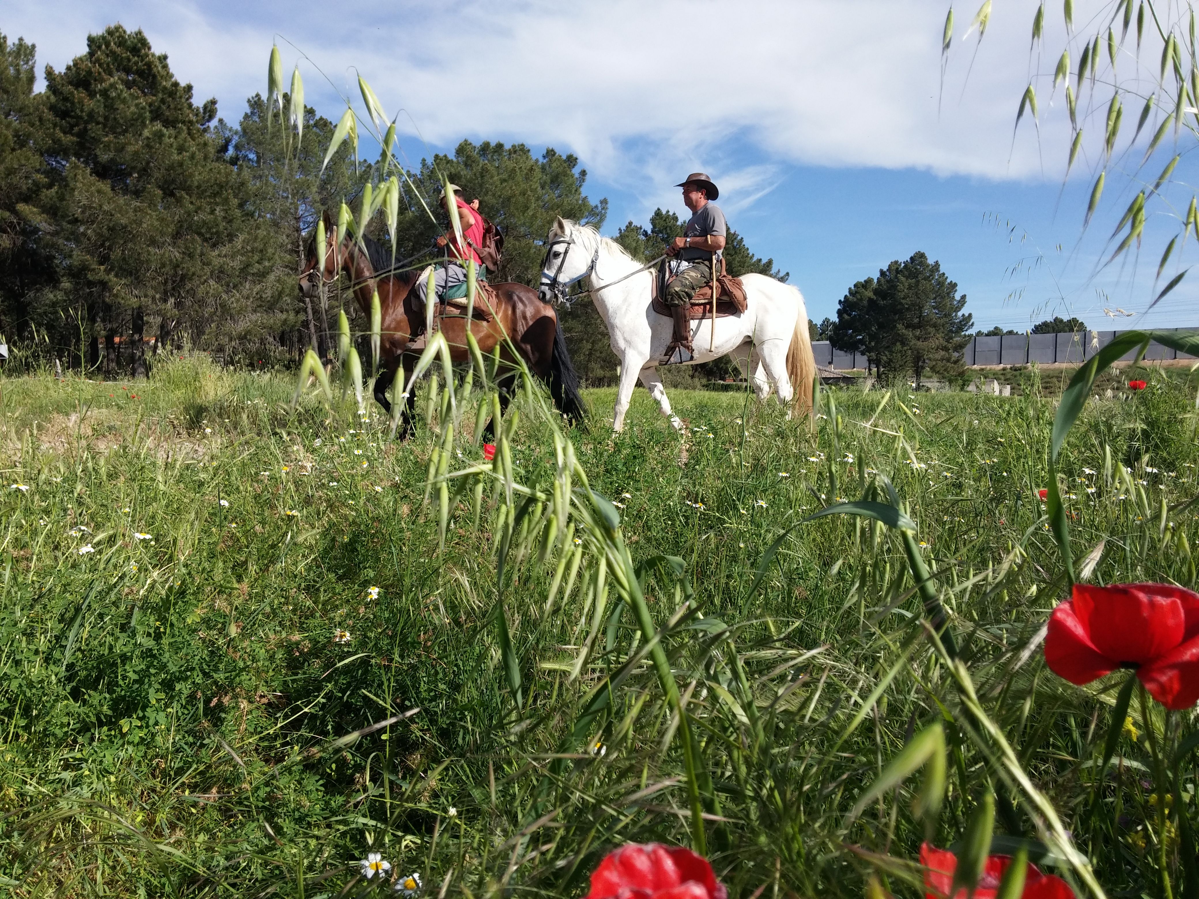 Trashumancia. El regreso en primavera 3 Trashumancia. El regreso en primavera