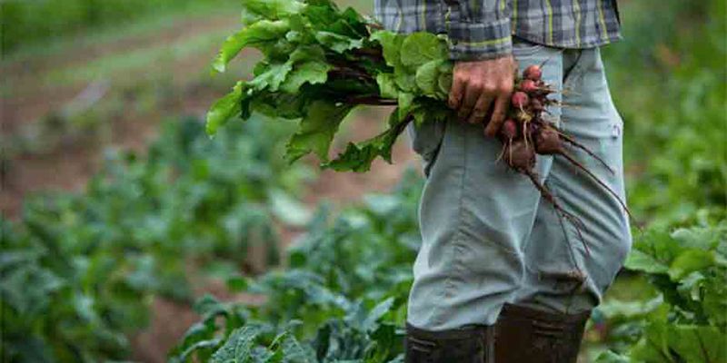 Casi 13.000 agricultores de la provincia de Cuenca recibirán 18,4 millones de euros de ayudas de la PAC