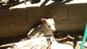 cachorro maltrato uceda