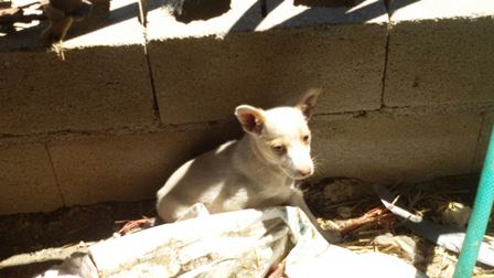 Denuncian la dramática situación que sufren cinco perros en una finca de Uceda