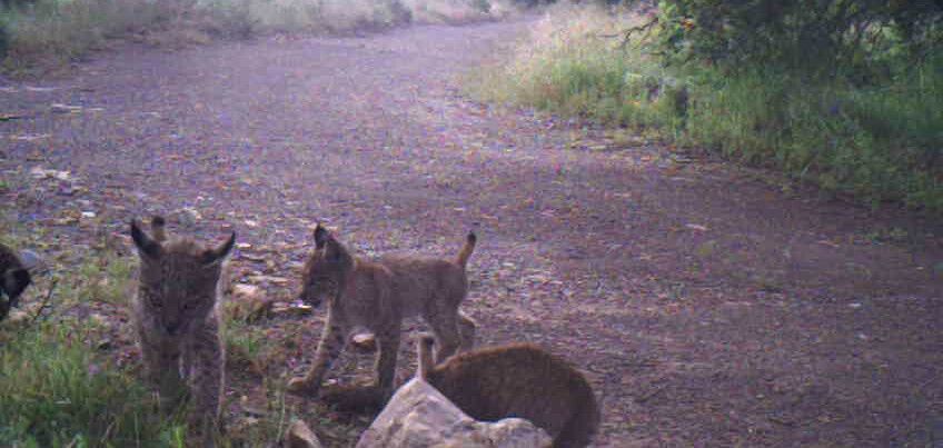 Se confirma el nacimiento de una nueva camada de lince ibérico en Sierra Morena oriental
