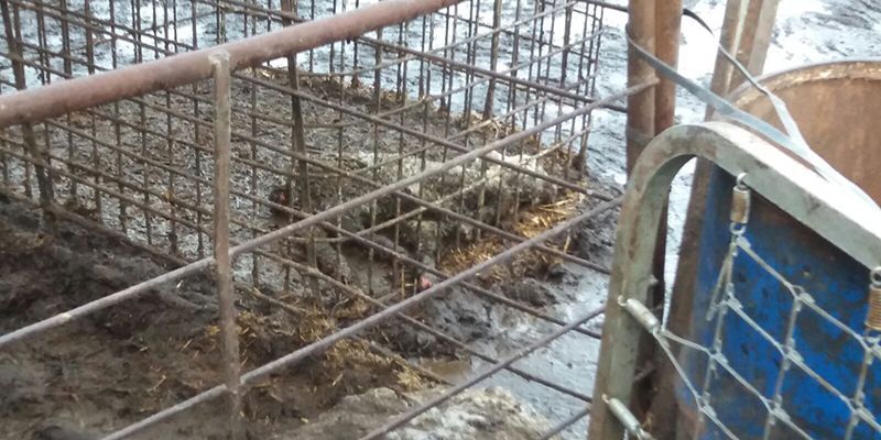 Ecologistas en Acción denuncia el «estado lamentable» de una explotación ganadera en Peñalver