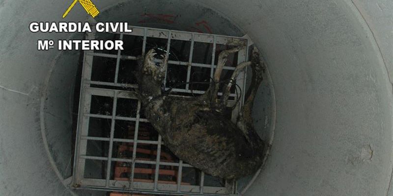 Investigan a un vecino de Ciudad Real por la muerte de un galgo por ahorcamiento