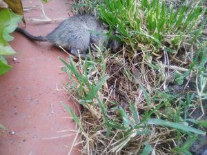 Galàpagos. Ratas en viviendas próximas al punto recogida residuos