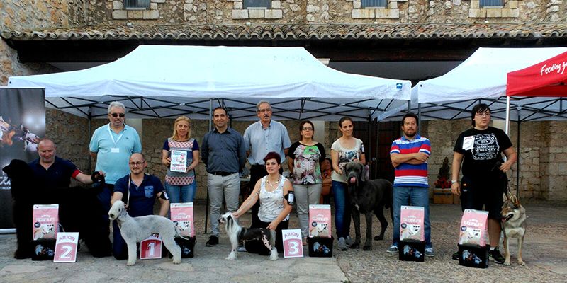 Fuentenovilla celebra su I Concurso Nacional Canino con 72 animales de toda España