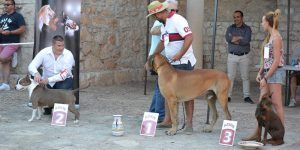 Fuentenovilla celebra su I Concurso Nacional Canino con 72 animales de toda España 2 Ganadores Concurso Canino Local.