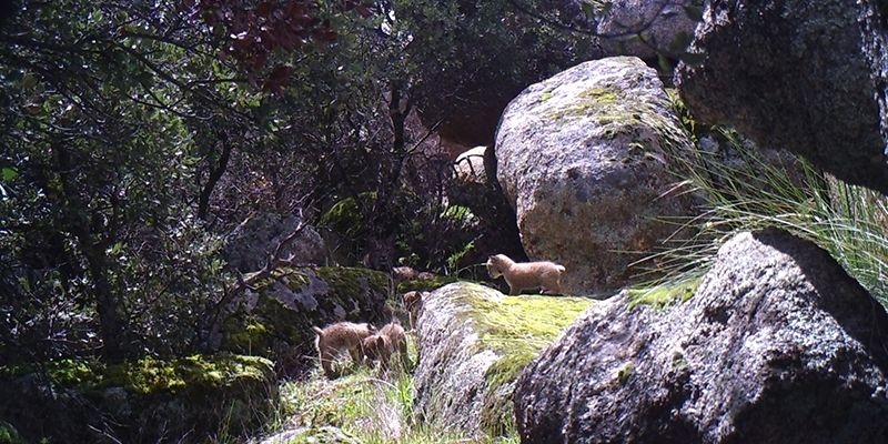 Gobierno regional y WWF lanzan una iniciativa para poner nombre a una de las camadas de lince nacida en libertad en Castilla-La Mancha