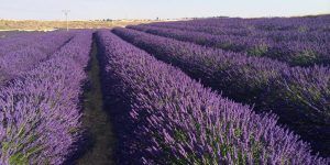 Jornada sobre aromáticas en Brihuega