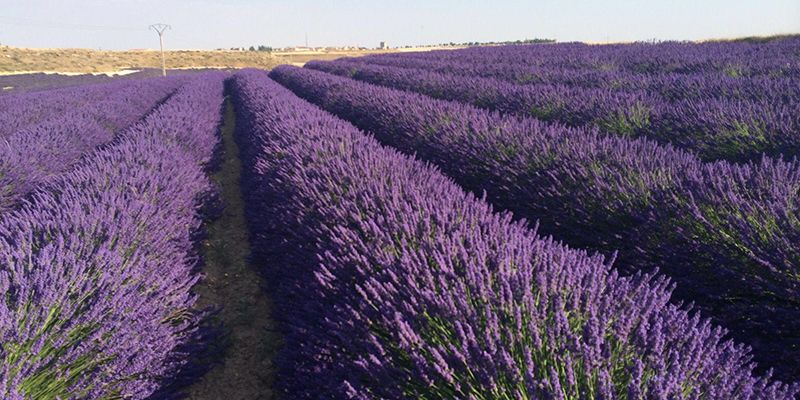 La Diputación de Guadalajara convoca una jornada sobre aromáticas en Brihuega
