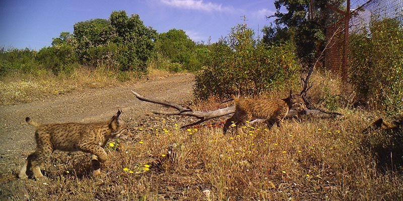 Confirmado el nacimiento en estado salvaje de una nueva camada de lince ibérico en Sierra Morena Oriental (Ciudad Real)