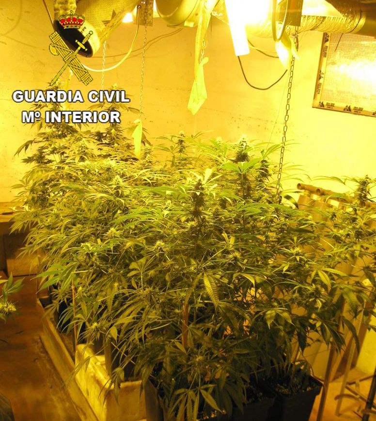 Detenido por cultivar 95 plantas de marihuana en Azuqueca