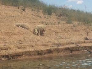 Ovejas atrapadas en Entrepeñas. Fotografía publicada en El Mundo.