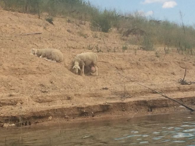 La sequía deja a dos ovejas atrapadas desde hace tres meses en un islote del embalse de Entrepeñas