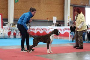 purificación y Zoran