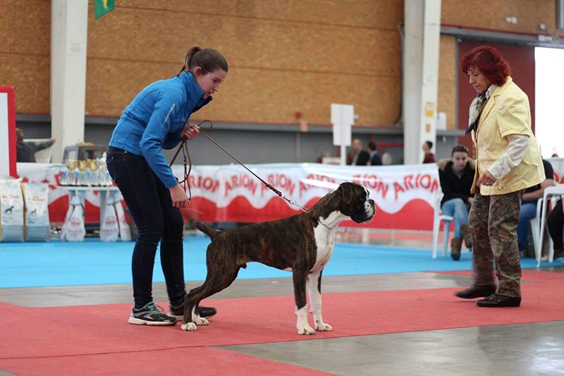 Zoran del ius Natura, de la conquense Purificación Moreno, consigue el título de segundo mejor cachorro bóxer atigrado del mundo