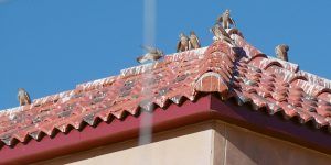 El Ministerio de Medio Ambiente introduce 150 cernícalos primilla en los Parques Nacionales de Cabañeros y Las Tablas de Daimiel y en el Parque Regional del Sureste (Madrid) 2 Proyecto introducción cernícalo primilla