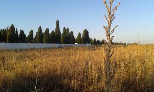 Azuqueca. Parcela TANATORIO