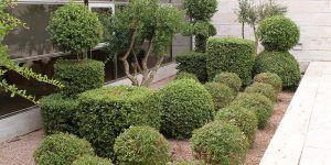 FOTONOTA. CONSEJERIA DE BIENESTAR SOCIAL. JARDINES