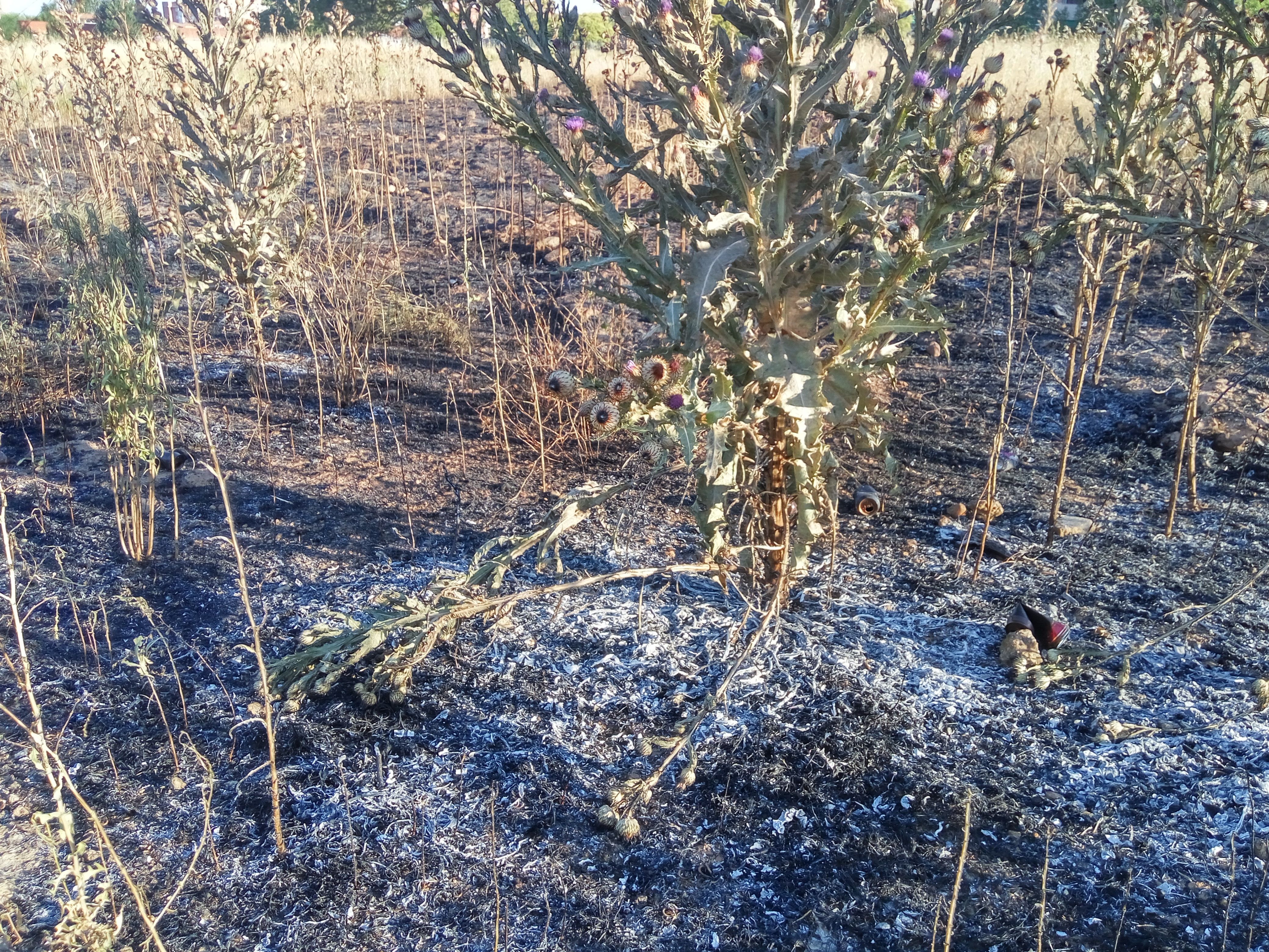 Tras un nuevo incendio, C’s Guadalajara insiste en la limpieza de solares