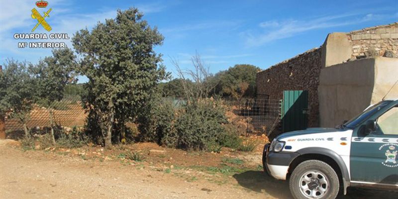 Intervenidos 347 ejemplares de muflón y jabalí en Cuenca