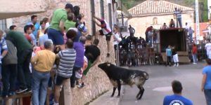 Un hombre de 50 años, muy grave tras una cogida en un encierro de Budia 2 Imagen de un encierro en Budia durante 2014.