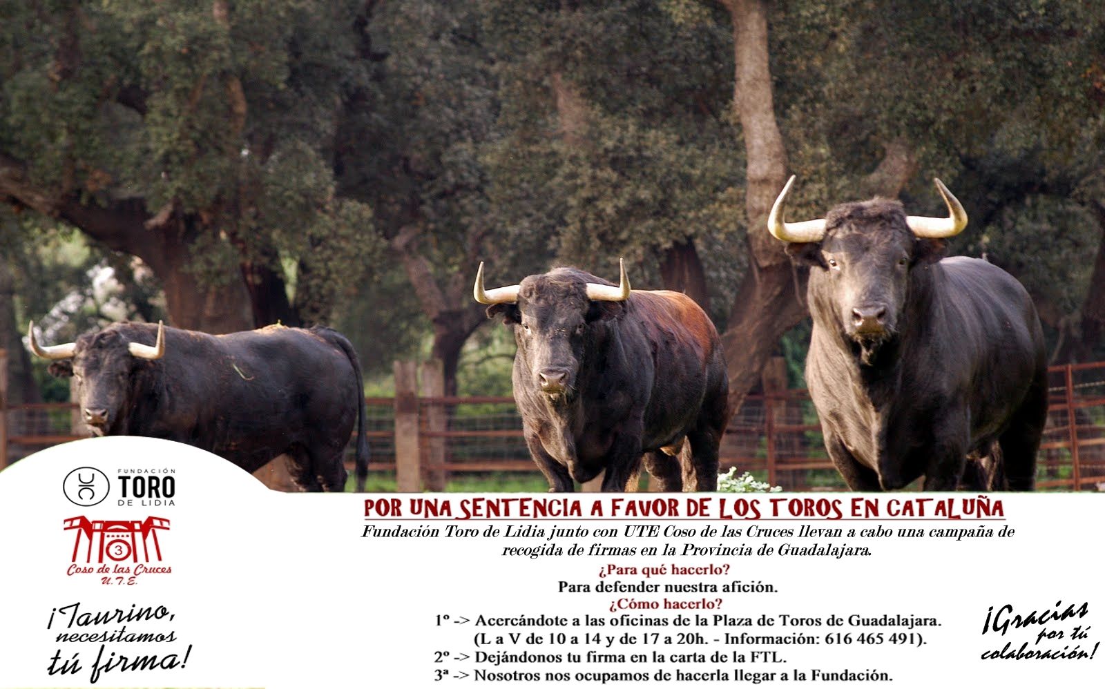La Fundación Toro de Lidia pone en marcha una recogida de firmas en Guadalajara para que los toros vuelvan a Cataluña