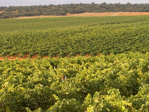 El PP exige a Page responsabilidades «por haber perdido 15 millones para la reestructuración y reconversión del viñedo”