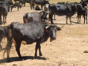 Vaquillas San Mateo 2016 1