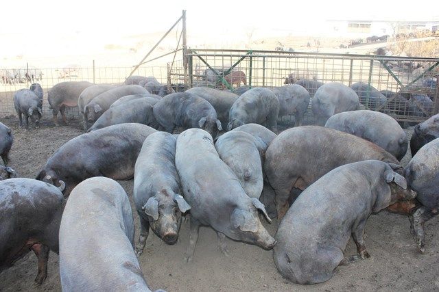 Torralba afronta 30 días clave: la Junta abre el plazo de alegaciones para ampliar su granja porcina