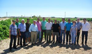 El Gobierno regional augura una buena vendimia con rentabilidad para productores y bodegueros gracias a la modernización del sector 2 cosecha b