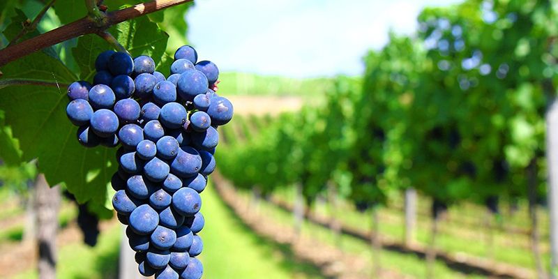 IVICU apunta que se retrasará la vendimia al demorarse la maduración de las variedades