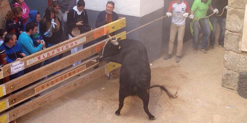 Dos heridos por asta de vaca y tres personas trasladadas al hospital, balance del primer día de San Mateo